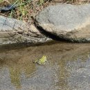 율곡천 4 이미지