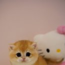 양주고양이분양 모나미네코 옥정신도시점 이미지