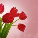 튤립 이미지