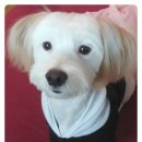 삐삐펫살롱 이미지