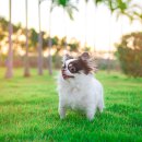 로얄도그 이미지