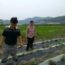 찬수농장 Daum카페