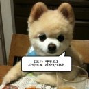 펫푸드교실 이미지