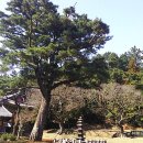 제주 불탑사 오층석탑 이미지