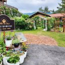 지리산 보더콜리 이미지