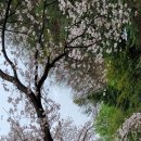 4월13일 가평벚꽃휴게소 이미지