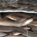 풍천장어구이 Daum카페