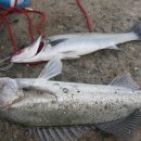 칼치랑고등어랑 이미지