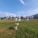 빠꿈사리 이미지