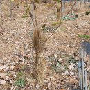 2017년 11월 18일~19일 (나무 동해방지,마늘양파 비닐덮기 토란감자 파묻기) 이미지