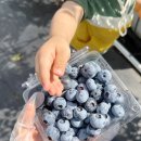 아람농장 | 천안 블루베리 농장 체험 아기랑 갈만한곳 아람베리농장 대만족