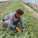 연옥농장 이미지