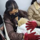 바론동물병원 | 만 3살 포메라니안 건강 검진썰 푼다+비용+항목(in 바론동물병원)