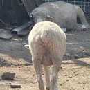 홍일목장 이미지