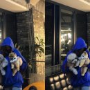 큐리애견 이미지