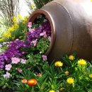 꽃사세요 꽃 이미지