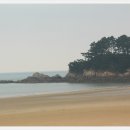 학암포 해당화 이미지