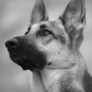 영천고등학교 이미지