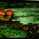 솔미치광이버섯 이미지