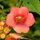 능소화 (trumpet creeper, Campsis radicans) 이미지