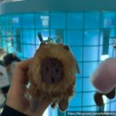 씨스페이스 우리들공업탑 | 토요일 젤리캣 팝업 스토어 성수 후기...! [네이버 사전예약]/ 젤리캣 조디홉 럭스 버니 백참💜