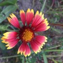 아리스타타 이미지