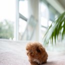 슈슈퍼피 이미지