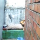 주인집 Daum카페
