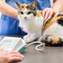 봄 동물병원 이미지