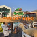 강원도 평창 실내 아이랑 가볼만한곳 대관령 숲속에 동물농장