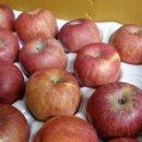 미라농장 | [청송사과] 아침사과 &amp; ABC주스용으로 딱인 한가네사과 흠과 5kg 내돈내산