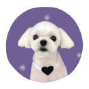 하얀이언니네 이미지