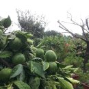 연일농장 이미지