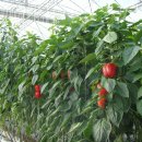 고모농장 이미지