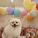 일산애견 이미지