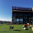 몽글몽글애견유치원(호텔&미용) 이미지