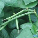 동부반점 이미지