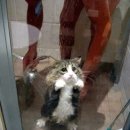 목욕하는고양이 이미지