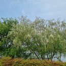 버드나무 이미지