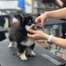 킴스애견미용 이미지