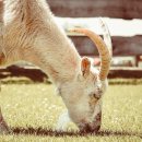 염소자리 이미지