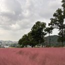 커피핑크 네이버블로그