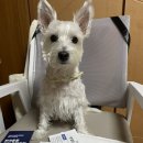 더케어벳 | 페노비스 영양종합검사 6개월 후 재검사 후기, 벳 케어 플러스로 더 체계적인 맞춤 관리