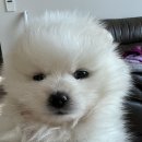 영종H동물의료센터 이미지