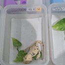 은월초등학교 | 울산 파충류샵 크레스티드게코 전문 라케샵 방문 분양 만족후기