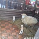 양대농장 이미지