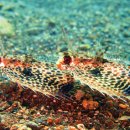 소리를 내는 물고기 _ 성대(Sea robin, Gurnard) 이미지