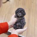 미니펫 강아지분양 고양이분양 강남점 이미지