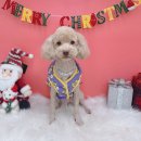 퍼피모리 이미지