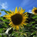 미소 😃 라도 있으시라고 심은 해바라기 🌻 이미지